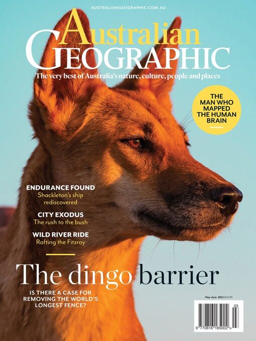 Dingo  National Geographic